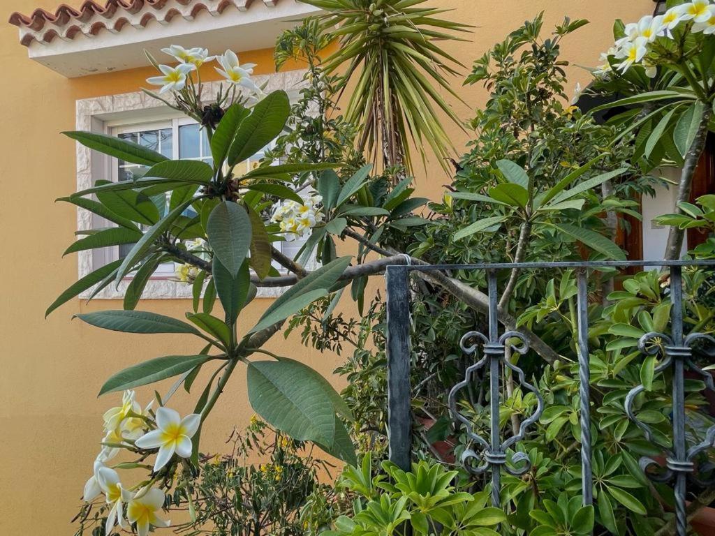 Apartamentos Ana Tazacorte Dış mekan fotoğraf